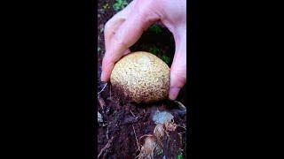 Picking mushroom