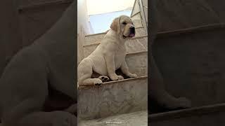 Go Down Dey spice, Shaggy #labrador #viral #trending #shorts #shortvideo #youtubeshorts