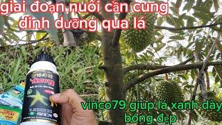 vinco79 giúp lá xanh dày có thể chặn đot sầu riêng đứng không