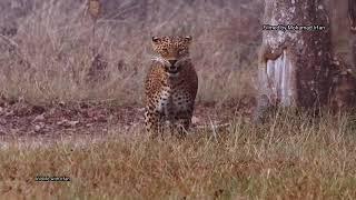 Meesakari - The most famous and Beautiful leopardess from Bandipur Tiger Reserve.