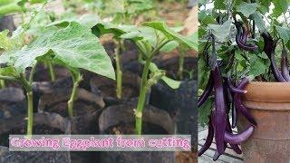 Growing Eggplants from cutting