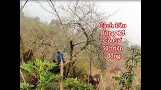 A KỶ MCC - ĐÀO RỪNG 100 TUỔI ĐẸP KHÉT TIẾNG TÂY BẮC 10