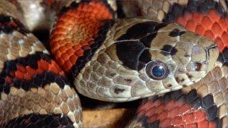 Snakes! Behavior, Feeding and Diversity