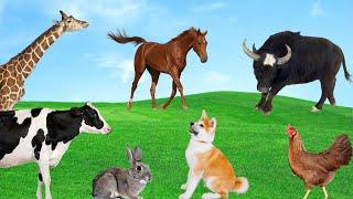 Familiar Animals - Buffalo, Horse, Giraffe, Chicken, Duck, Dog, Rabbit - Animal Moments