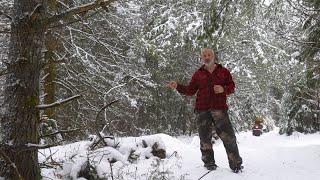 Selecting Trees for My Off Grid Log Cabin at the New Homestead