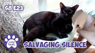 Salvaging Silent Movies - Lucky Ferals S8 E23 - Cat Vlog - Living With 11 Cats