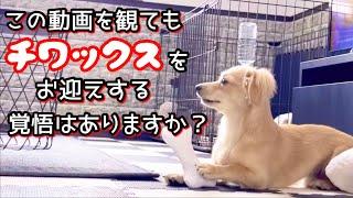 チワックスを飼う検討してる方はこれを観て観て！