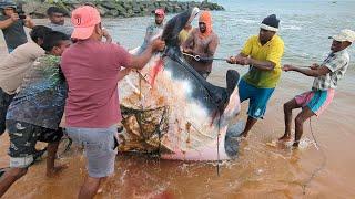 Unbelievable Huge Fish Cutting in the Village Market | Amazing Skills