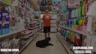 8 Month Old Labrador Retriever "Choco" | Orlando Dog Trainers | Central Florida Dog Trainers