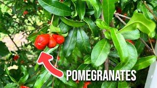 Pomegranates, Grapes, & Persimmons: Must GROW Fruit Trees for YOUR Backyard