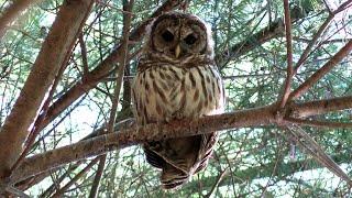 Barred Owlets Calling & Preening