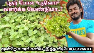 மூன்றே வாரங்களில் புதினா வளர்த்து அசத்துங்கள் | HOW TO PLANT PUDINA AT HOME | PLANT MINT | TAMIL 