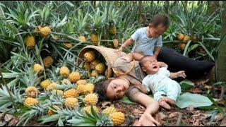 Single mother Harvest sweet ripe pineapples to sell at the market - build a kitchen