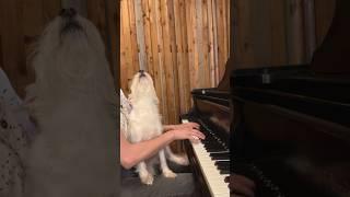 Thanks to Scott Hessel of the #ginblossoms for the request!  #piano #pianocover #dogsofyoutube