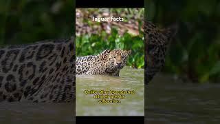 Jaguar facts #jaguarshorts #jaguar #jaguars #jaguarfacts #bigcatswildlife #animals