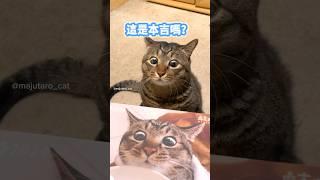 小貓咪第一次看到自己吃飯的照片震驚到眼睛都要掉出來了【麻吉太郎】 #癱瘓貓 #貓 #可愛 #cute #shorts