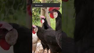 All about Chicken Breeds | Minorca