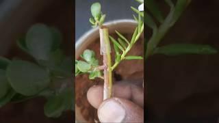 How to get multicolor flowers on portulaca plants _  grafting technique #shorts #short #shortvideo