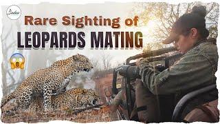 A rare sighting of leopards mating - caught on camera! | Actress Sadaa In Wild | Sadaa Wild Stories