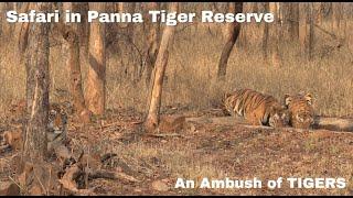 BUMPER SIGHTING of P141 and her 2 cubs in an exciting safari in Panna Tiger Reserve