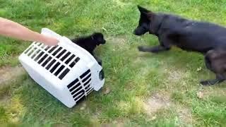 German shepherds Puppy Training | Basics Obedience | K9 Dog