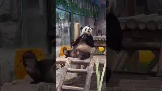 Funny Panda Part 1 #funny #panda #dance #fypシ #moments #viral #funnyanimals #funnyshorts #funnyclips