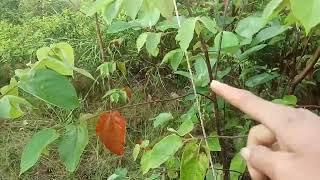 pantau jerat babi hutan part #1 #babihutan