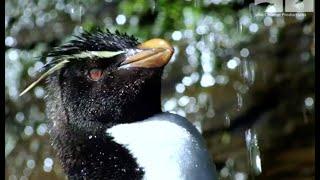 Robotic Spy Penguin Watches Rockhoppers Shower!