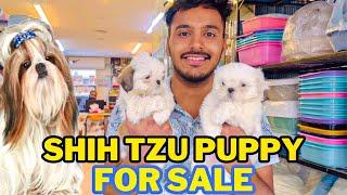 ShihTzu Puppy For Sale - ShihTzu Puppy Price In Pakistan - Dog Market - Sunday Dog Market