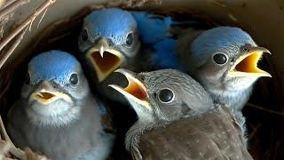 Live Nest Cam Captures Incredible Transformation of Baby Bluebirds