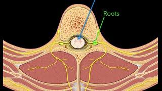 Spinal nerves