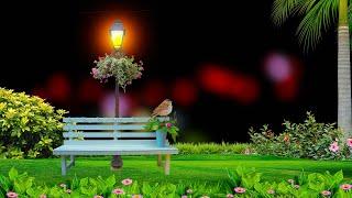 Serene Bench in the Grass | Calm Night with Bokeh & Street Light Background Video