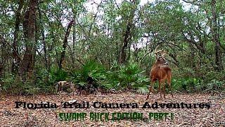 Florida Trail Camera Adventures .Swamp Buck Edition part 1