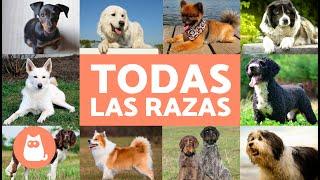 TODAS las RAZAS de PERROS del mundo  ¡Ordenadas Alfabéticamente!