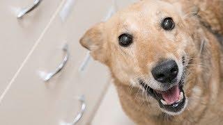 Собака мимо которой мы не смогли пройти мимо История Найды help the dog save lives