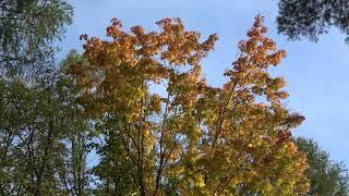 AUTUMN IN ZLIN 4K - test video