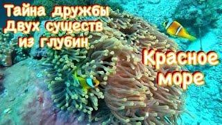 Актинии и рыбы клоуны Красного моря - одно из самых красивых взаимодействия в Природе!