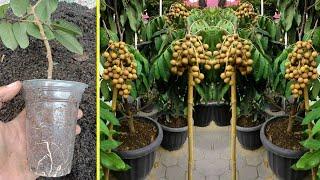 How to cuttings longan stalks to grow roots 100% successful...
