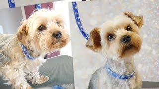 PetGroooming - Yorkie Grooming #71