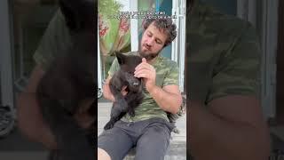 This man rescued a wolf pup that was lost from its mother and adopted it #animalshorts