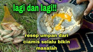 Lagi dan lagi.. resep umpan dari ciamis selalu bikin resah tetangga!! #246