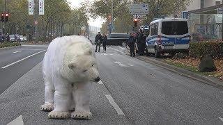 Eisbär auf Willy-Brandt-Allee sorgt für Aufregung und Polizeieinsatz in Bonn