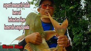 SEPERTI MENARIK BALAK HANYUT,TARIKAN IKAN KENERAK/GOONCH CATFISH SANGAT PADU