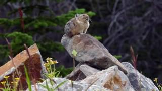 Pika and Restoration