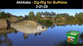 Russian Fishing 4, Akhtuba - Zig-Rig for Buffalos 3-21-25