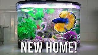 I Flew 1500 Miles to Rehome My Betta Fish