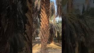 14 Places Must visit in Madina  #shorts #youtubeshorts #shortvideo #madina