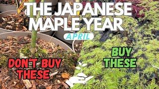 Don't buy these: A guide to finding your next Japanese Maple tree