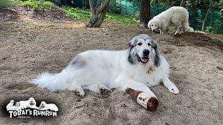 お気に入りの砂場でずっとダラダラしているベルとリリーです　Great Pyrenees　グレートピレニーズ