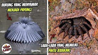 Beberapa Hewan Ini Memiliki Cara Unik Untuk Menangkap Mangsanya!